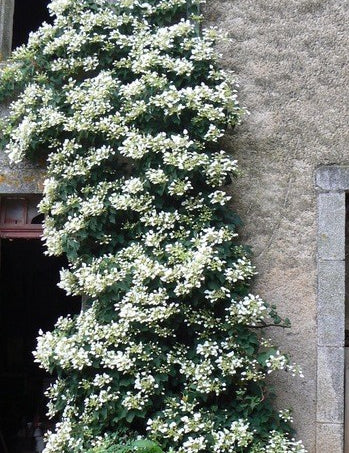 Skizophragma Hydrangeoides