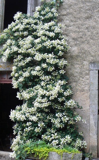 Skizophragma Hydrangeoides
