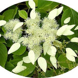Skizophragma Hydrangeoides