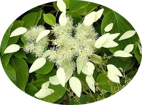 Skizophragma Hydrangeoides