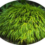 Hakonechloa macra 'Aureola'