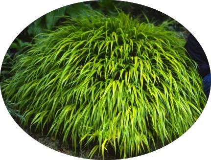 Hakonechloa macra 'Aureola'