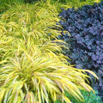 Hakonechloa macra 'Aureola'