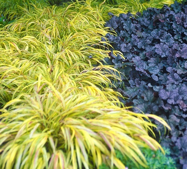 Hakonechloa macra 'Aureola'