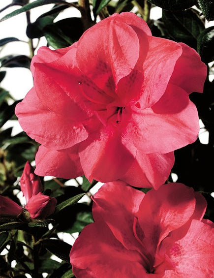 Azalea Encore Princess  (r)