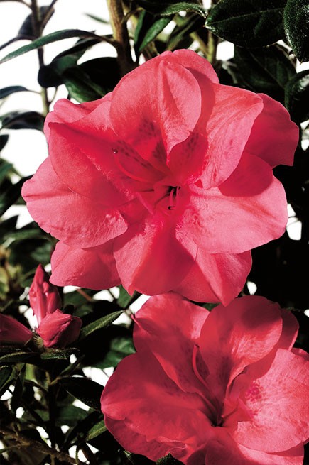 Azalea Encore Princess  (r)