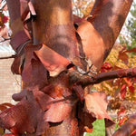 Acer griseum