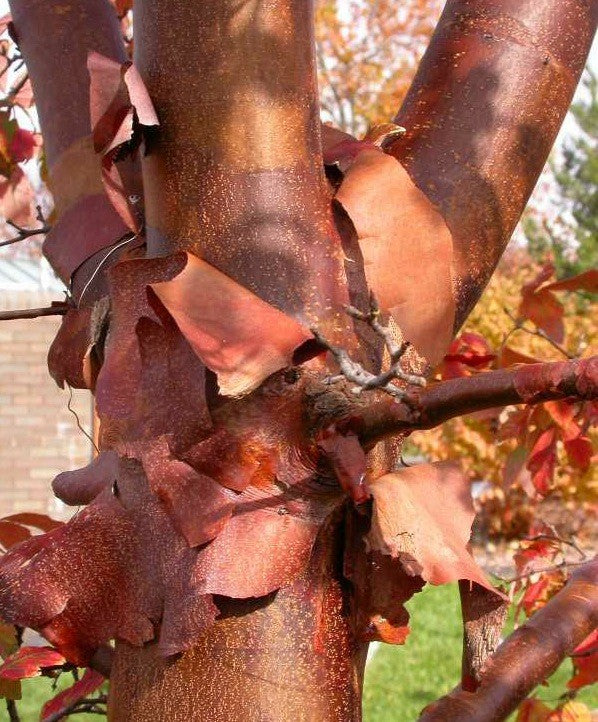 Acer griseum