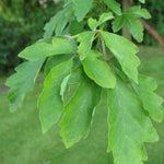 Acer griseum
