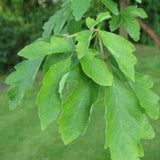 Acer griseum