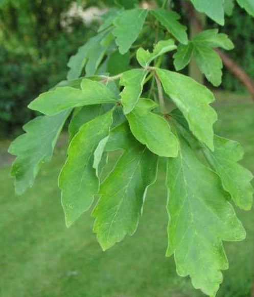 Acer griseum