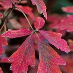 Acer griseum