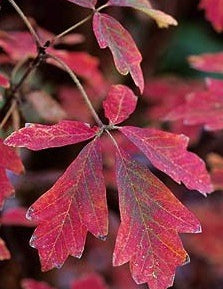 Acer griseum