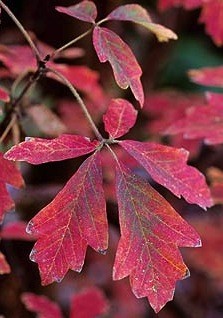 Acer griseum