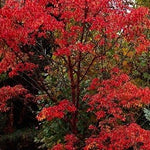 Acer griseum