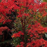 Acer griseum