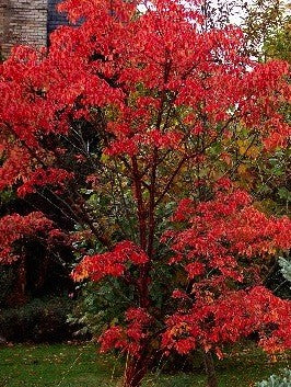 Acer griseum