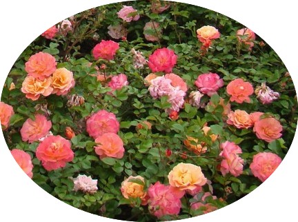 Rosa Cubana ®