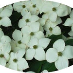 Cornus Kousa Claudia
