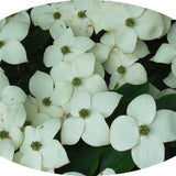 Cornus Kousa Claudia