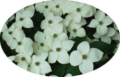 Cornus Kousa Claudia