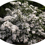 Cornus Kousa Claudia