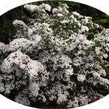 Cornus Kousa Claudia