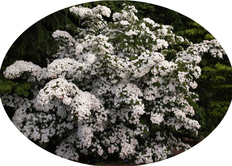 Cornus Kousa Claudia