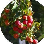 Cornus Kousa Claudia