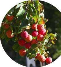 Cornus Kousa Claudia