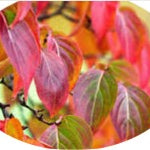 Cornus Kousa Claudia