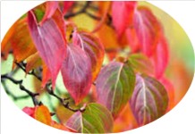 Cornus Kousa Claudia