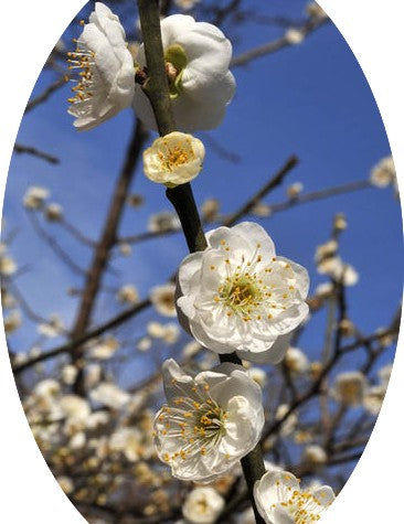 Prunus mume alboplena