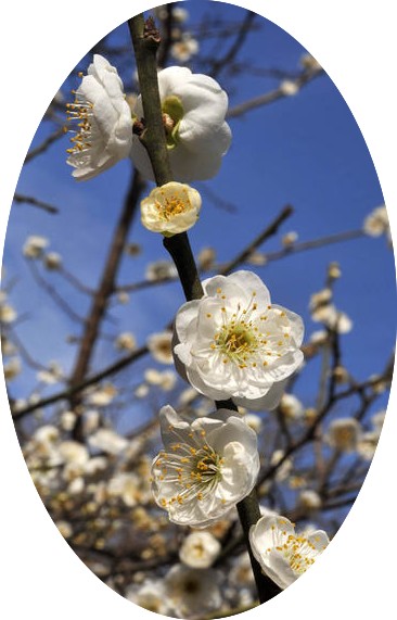 Prunus mume alboplena