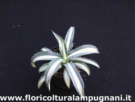 Agave americana 'Mediopicta Alba' 