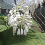 Hosta Green Acres