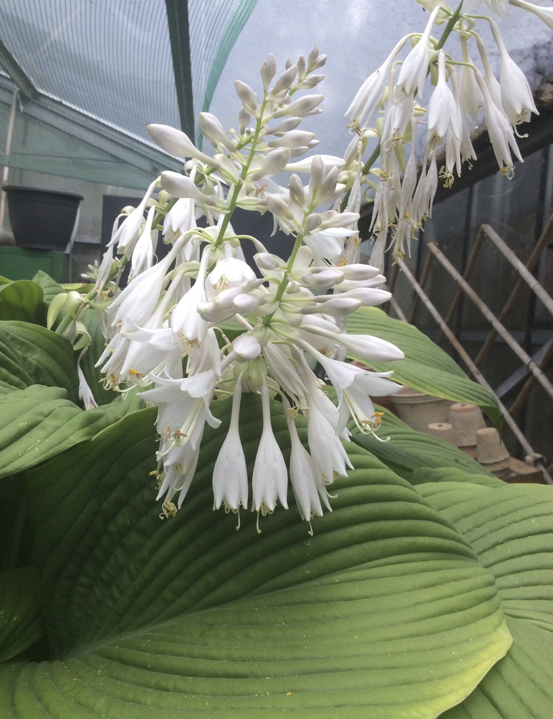 Hosta Green Acres