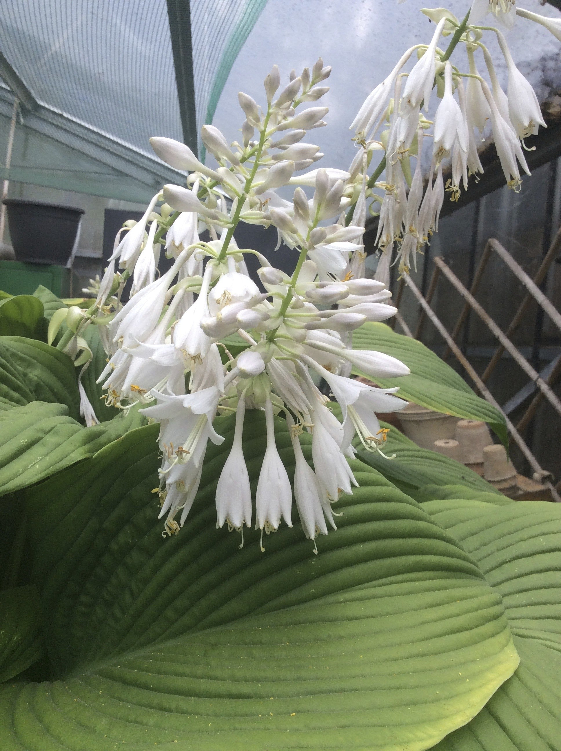 Hosta Green Acres
