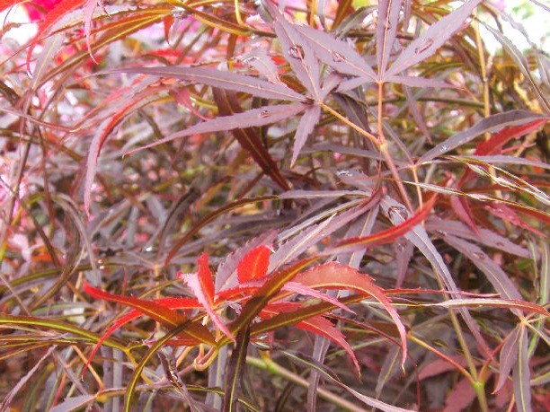 Acer Palmatum Red Pygmy