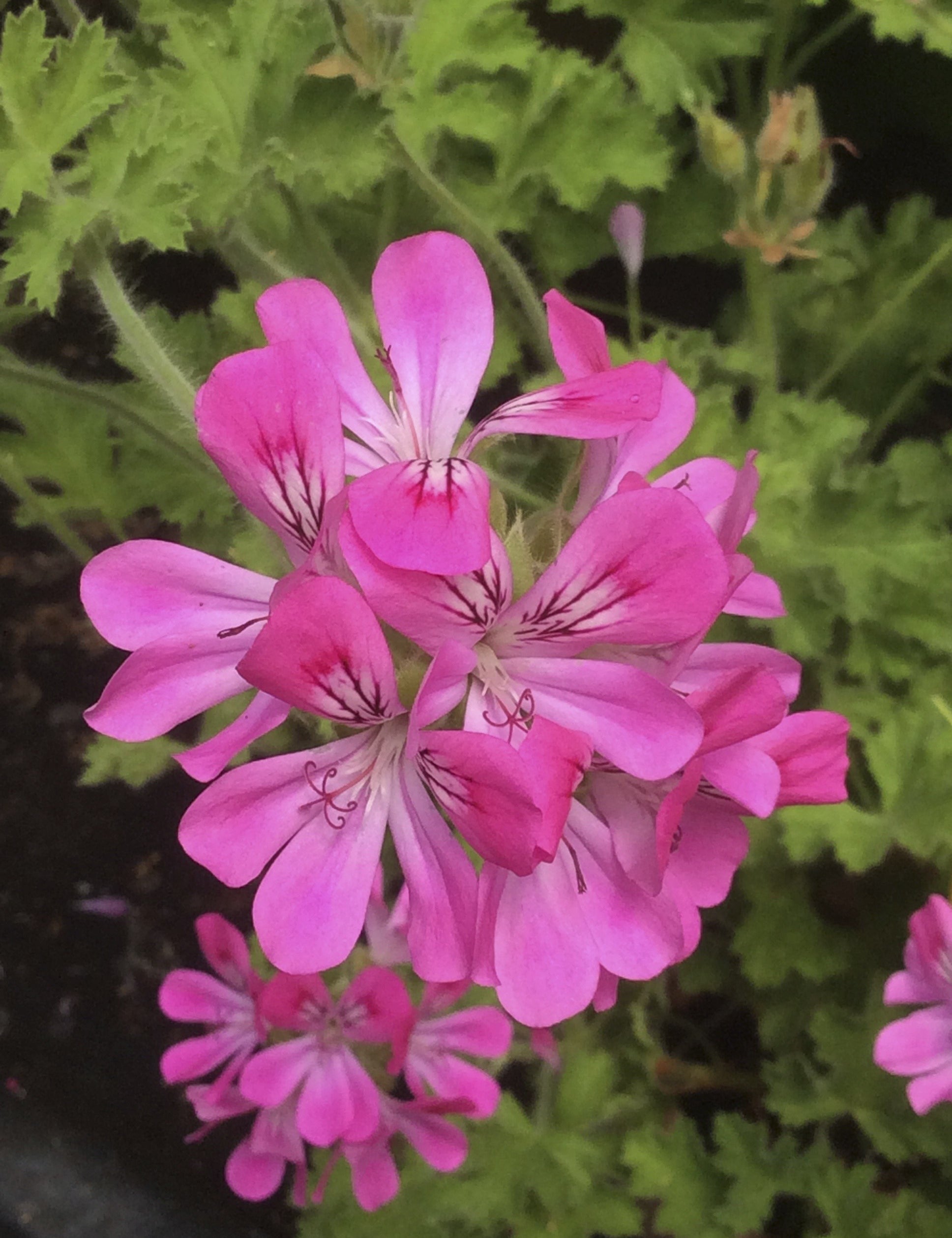 Pelargonium Pink Capitatum