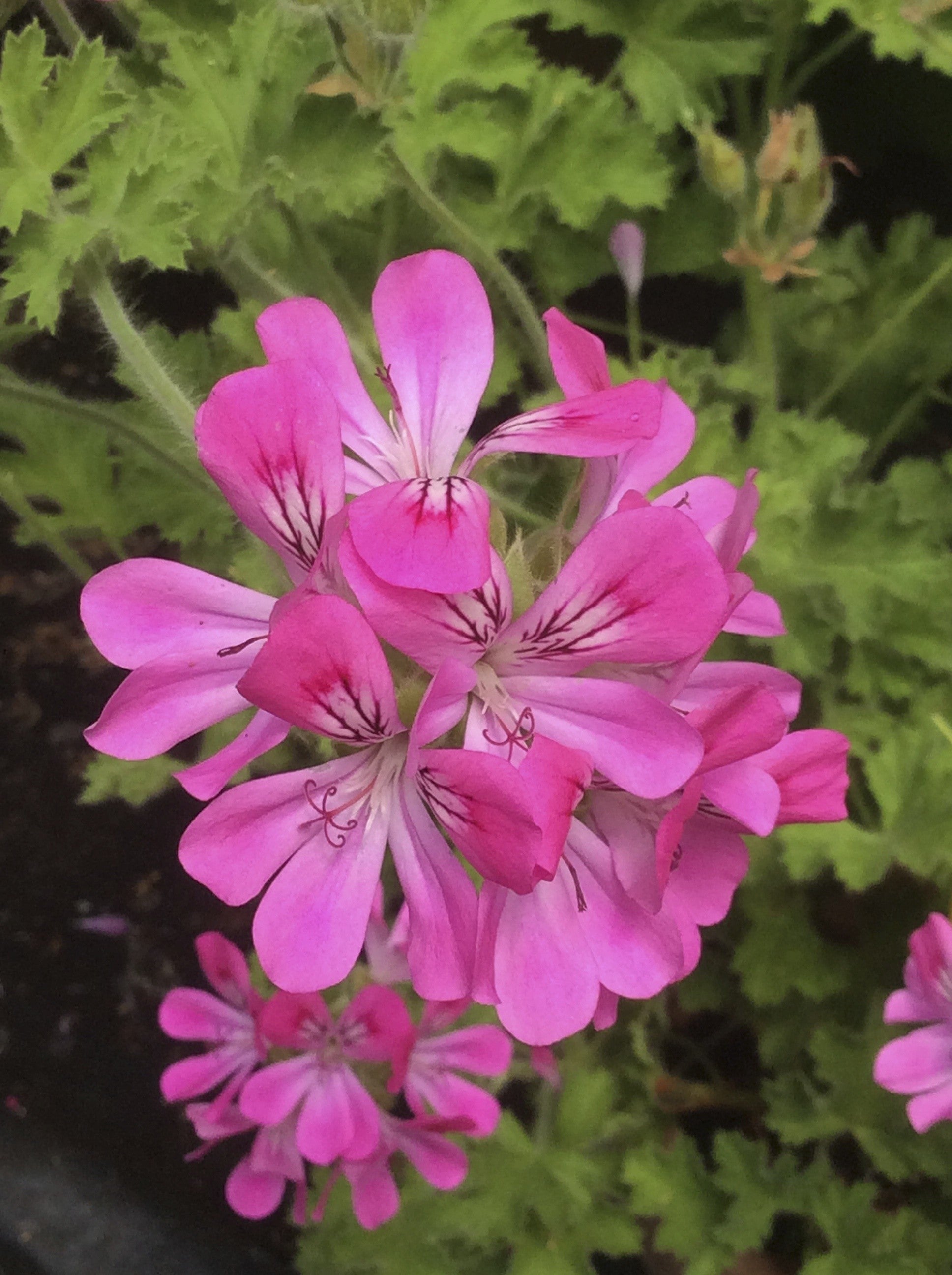 Pelargonium Pink Capitatum