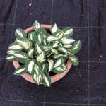 HOSTA PANDORA BOX