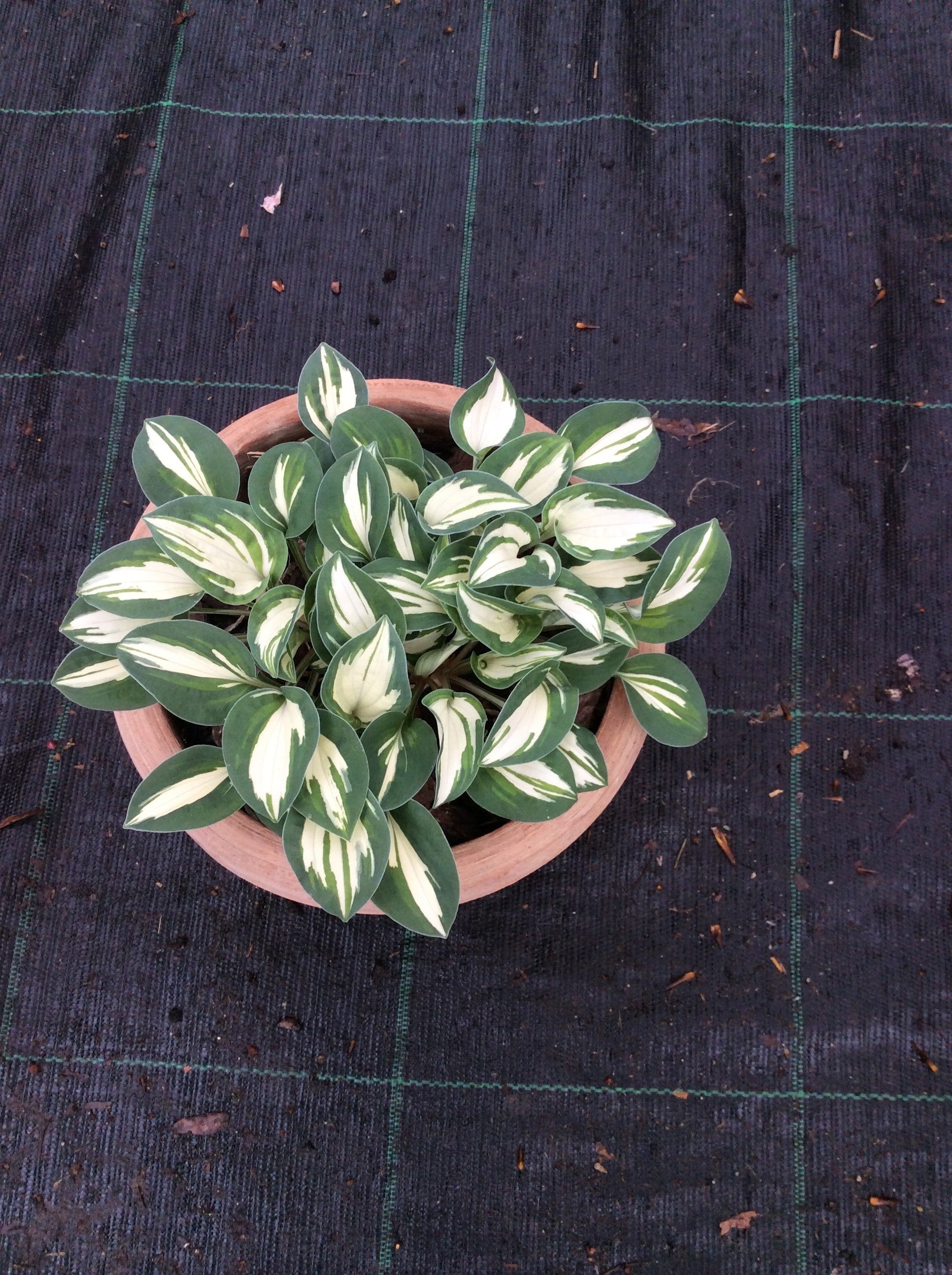 HOSTA PANDORA BOX