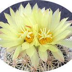 coryphantha palmeri