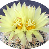 coryphantha palmeri