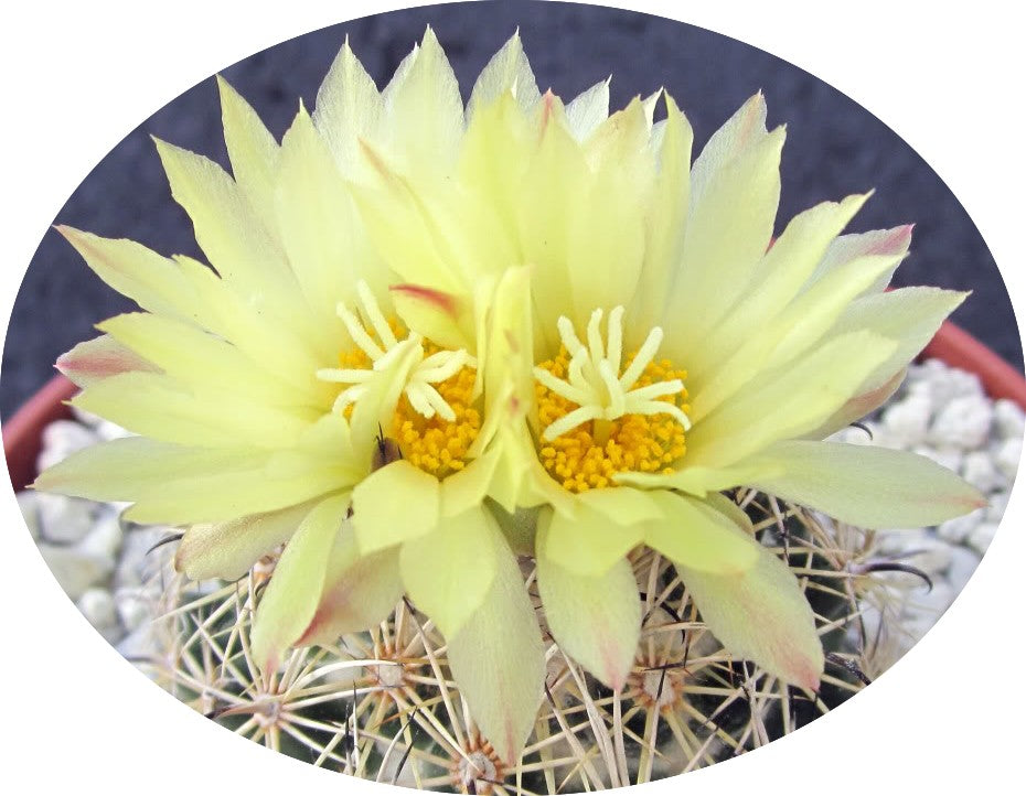 coryphantha palmeri