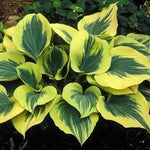 Hosta Liberty® 