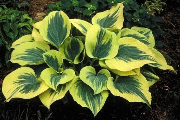 Hosta Liberty® 