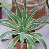 AGAVE DESMETTIANA variegata