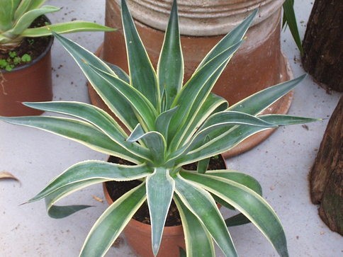 AGAVE DESMETTIANA variegata